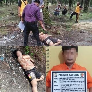 Oknum Karyawan PTPN V Tapung Ditangkap Polisi Bunuh Teman Wanita di Kebun Sawit Tapung Riau