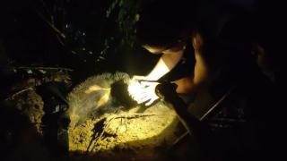 BBKSDA Riau Evakuasi Beruang Madu di Bukit Bungkuk Kampar
