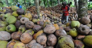 Turun, Berikut Harga Kelapa di Riau