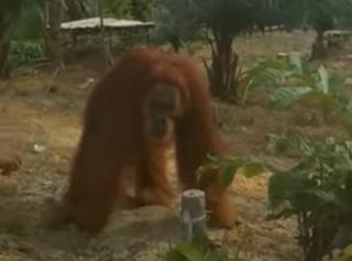 Orangutan Muncul di Perkebunan Warga Kecamatan Batang Gansal, Indragiri Hulu