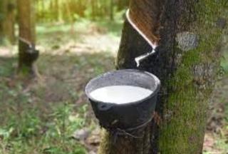 Fluktuatif, Berikut Ini Harga Bahan Olahan Karet di Riau
