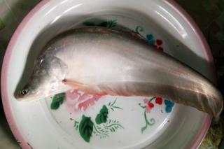 Termasuk Hewan Dilindungi, Ikan Belida Dilarang Ditangkap